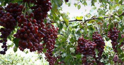 老是想吐怎么回事 老是想吐怎么回事