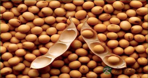 乳腺癌手术后能喝茶吗 乳腺癌手术后能喝茶吗