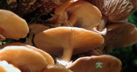 小细胞肺癌化疗饮食注意事项 小细胞肺癌化疗饮食注意事项