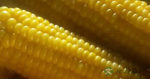 玉米花生能一起吃吗 玉米花生能一起吃吗
