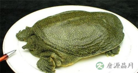 预防甲亢的食物有哪些 预防甲亢的食物有哪些