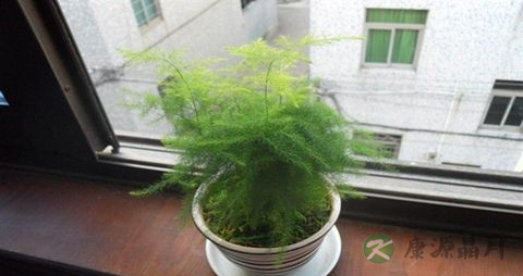 办公桌上放什么植物好 办公桌上放什么植物好
