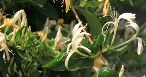 感冒能不能喝金银花茶 感冒能不能喝金银花茶