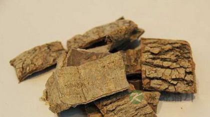 杜仲茶补肾吗 杜仲茶补肾吗