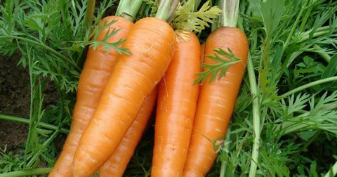 补阳气的食物 补阳气的食物