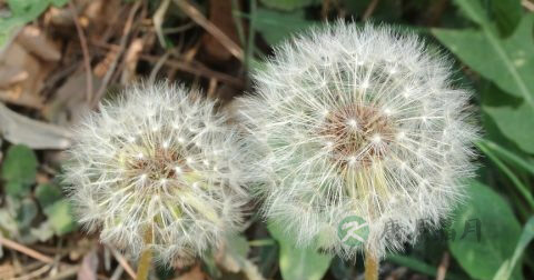 急性肾盂肾炎治疗 急性肾盂肾炎治疗