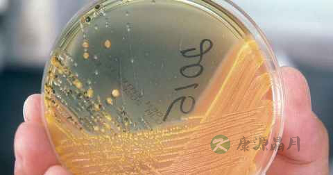 肺炎与感冒鉴别诊断 肺炎与感冒鉴别诊断
