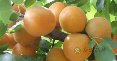 蜂蜜护肝还美容 14个夏季养肝美食 蜂蜜护肝还美容 14个夏季养肝美食