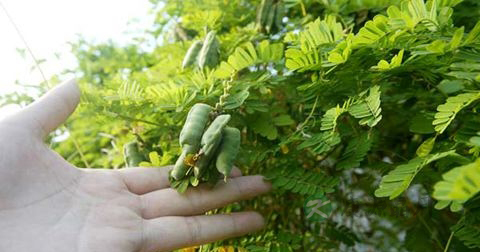 吃什么利湿退黄 吃什么利湿退黄