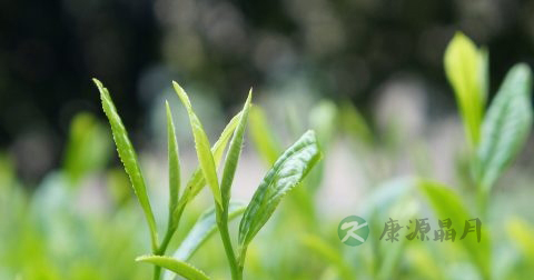 有哪些泡茶方法 有哪些泡茶方法