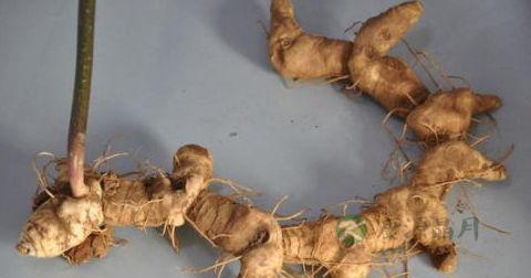 黄精和黄芪可不可以一起吃 黄精和黄芪可不可以一起吃