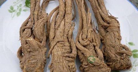 当归怎样外用 当归怎样外用
