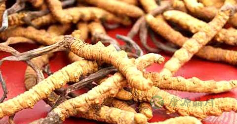 宝宝可以吃虫草吗 宝宝可以吃虫草吗