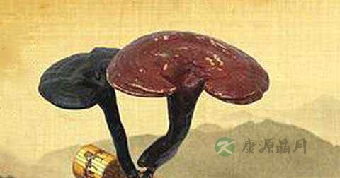 煎灵芝需要浸泡吗 煎灵芝需要浸泡吗