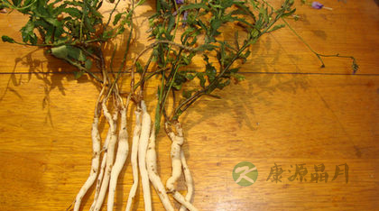 食用沙参的注意事项 食用沙参的注意事项