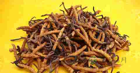 宝宝可以吃虫草吗 宝宝可以吃虫草吗