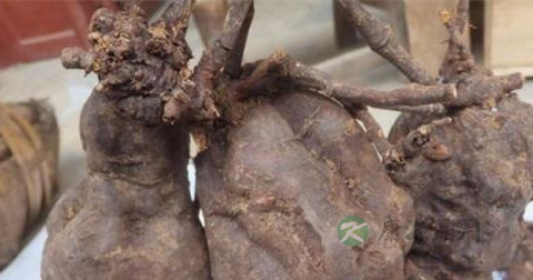 干何首乌的食用方法 干何首乌的食用方法