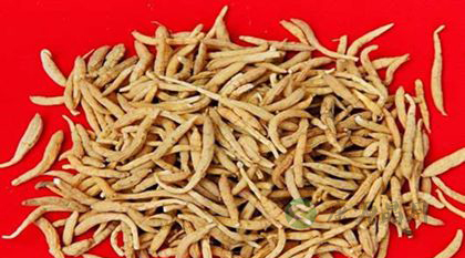 怀孕能吃太子参吗 怀孕能吃太子参吗