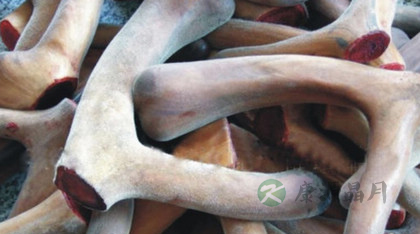 鹿茸食用的禁忌 鹿茸食用的禁忌