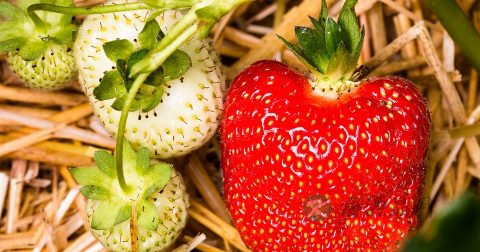 癌症可以吃灵芝孢子粉吗 癌症可以吃灵芝孢子粉吗