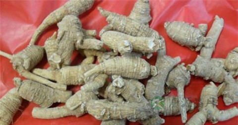 痛风可以吃冬虫夏草吗 痛风可以吃冬虫夏草吗