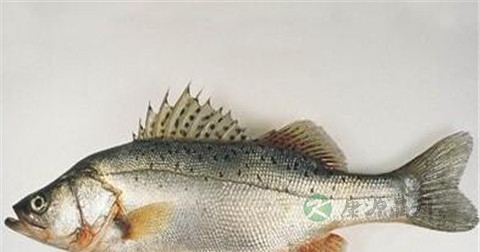 把脉能看出肾虚吗 把脉能看出肾虚吗