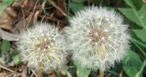 妇科炎症的年龄范围 妇科炎症的年龄范围