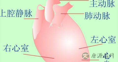 心肌梗死是哪个位置 心肌梗死是哪个位置
