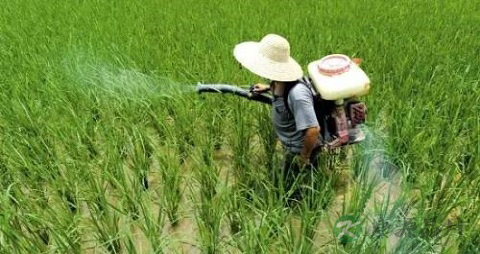 有机磷农药中毒瞳孔的变化 有机磷农药中毒瞳孔的变化