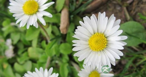 菊花茶加蜂蜜好吗 菊花茶加蜂蜜好吗
