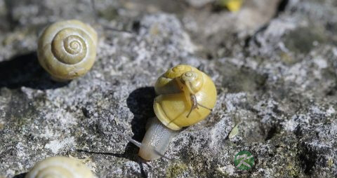 甲沟炎能穿篮球鞋吗 甲沟炎能穿篮球鞋吗