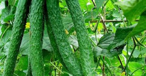 蜂蜜水减肥吗 蜂蜜水减肥吗