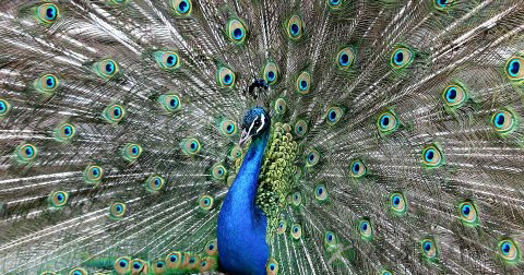 傣族什么活动跳孔雀舞 傣族什么活动跳孔雀舞