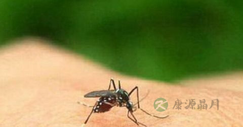 黄热病会传染吗 黄热病会传染吗