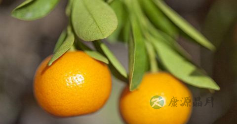 儿童扁桃体炎吃什么食物好 儿童扁桃体炎吃什么食物好