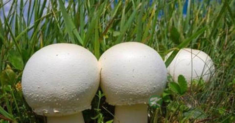骨折可以吃菌类吗 骨折可以吃菌类吗
