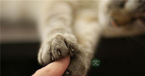 猫抓病传染吗 猫抓病传染吗