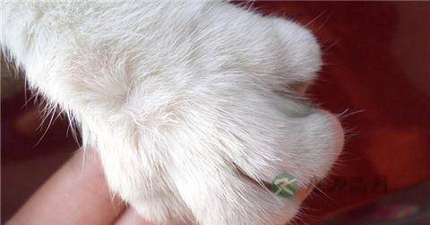 猫抓病怎么治疗 猫抓病怎么治疗