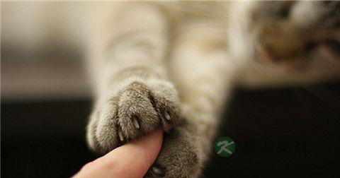 孩子被猫抓伤怎么处理 孩子被猫抓伤怎么处理