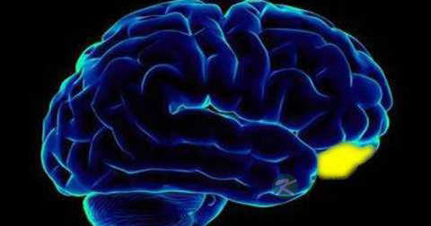 损伤的脑神经元可以修复吗 损伤的脑神经元可以修复吗