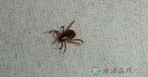 蜱虫咬伤怎么处理 蜱虫咬伤怎么处理