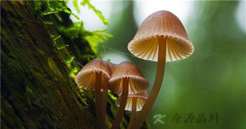 四种果蔬中毒的急救方法 四种果蔬中毒的急救方法