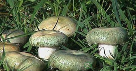 食用野生菌的危害 食用野生菌的危害