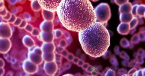 鼠伤寒沙门菌的危害 鼠伤寒沙门菌的危害