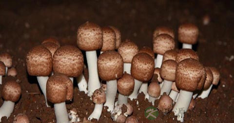 腐生菌有哪些 腐生菌有哪些