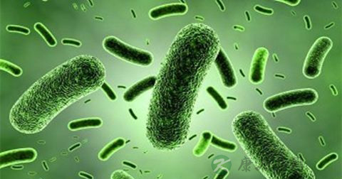 肠道微生物与人类健康 肠道微生物与人类健康