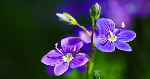 耙齿菌能不能治疗尿毒症 耙齿菌能不能治疗尿毒症