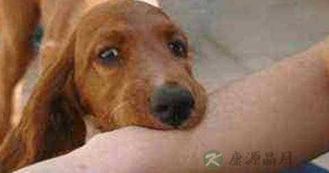 狂犬病毒是厌氧菌吗 狂犬病毒是厌氧菌吗