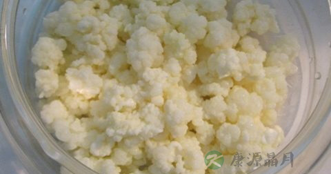 雪莲菌如何长期保存 雪莲菌如何长期保存