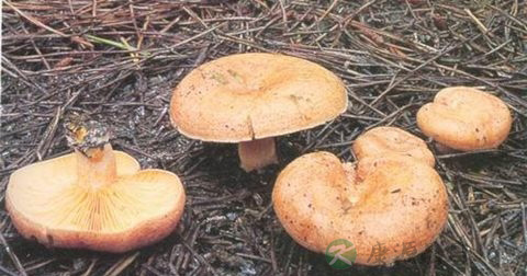 野生菌的危害 野生菌的危害
